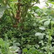 PineaplePuckerSolfireGardensLivingSoil
