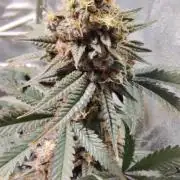Pineaple Pucker Solfire Gardens Telos320