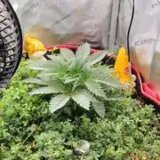 PineaplePuckerSolfireGardensLivingSoil