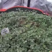 PineaplePuckerSolfireGardensLivingSoil