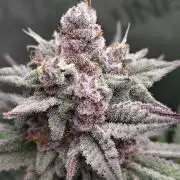 PineaplePuckerSolfireGardensLivingSoil