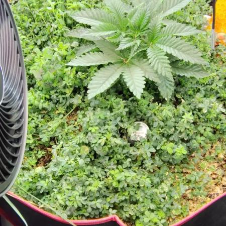 PineaplePuckerSolfireGardensLivingSoil