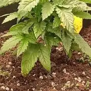 24K GOLD DNA GENETICS LIVING SOIL