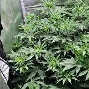 Amnesia Haze RQS in Living Soil