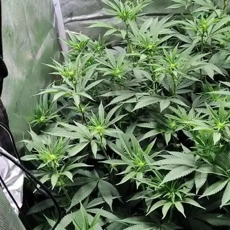 Amnesia Haze RQS in Living Soil