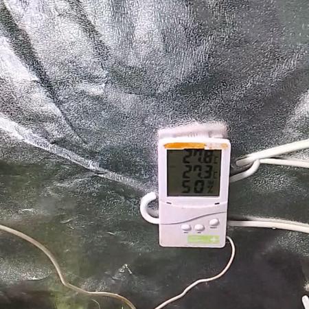 Pineaple Pucker Solfire Gardens Telos320