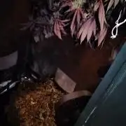 DoSiDos33 Barneys Farm Living Soil