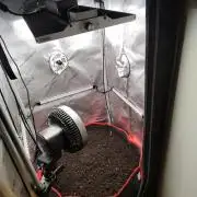 PineaplePuckerSolfireGardensLivingSoil