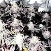 24K GOLD DNA GENETICS LIVING SOIL