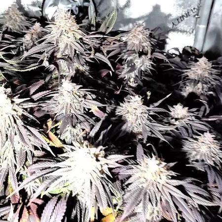 24K GOLD DNA GENETICS LIVING SOIL