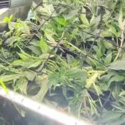 PineaplePuckerSolfireGardensLivingSoil