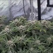 PineaplePuckerSolfireGardensLivingSoil