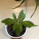 My first grow 