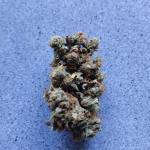 Critical Auto from Semillasbaratas