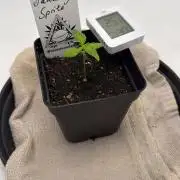 Seeds of Anarchy - Dancing Sprite