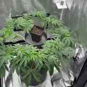 Seeds of Anarchy - Dancing Sprite