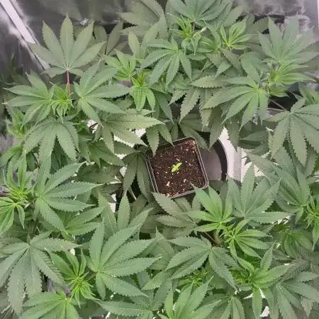 Seeds of Anarchy - Dancing Sprite