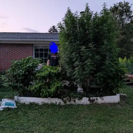 Lemon Tree
