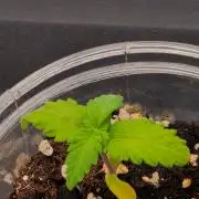 Amnesia Haze