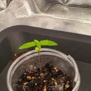 Amnesia Haze