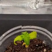 Amnesia Haze
