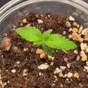 Amnesia Haze