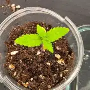 Amnesia Haze