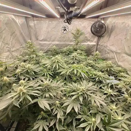 4x4 Strawberry Lemonade, Zkittlez