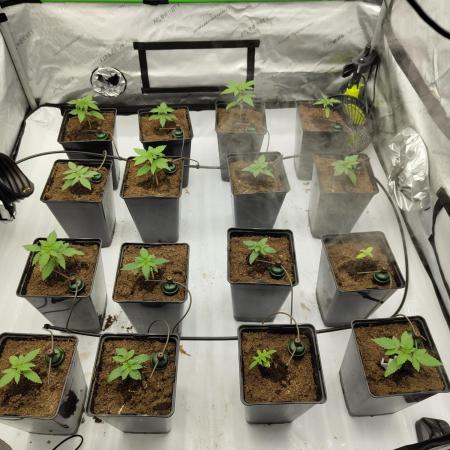 4x4 Skunk