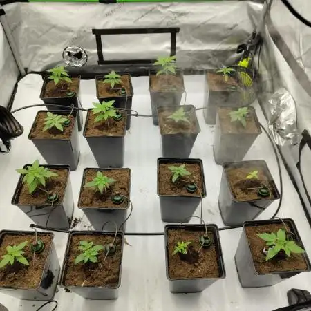 4x4 Skunk