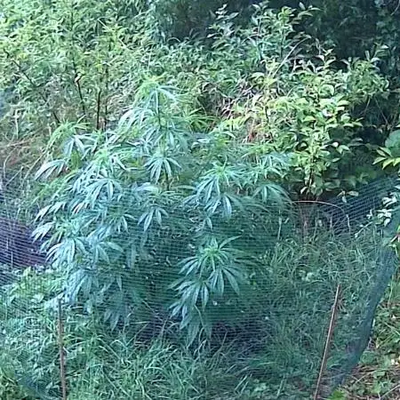 Super Silver Haze Tree