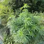 Super Silver Haze Tree