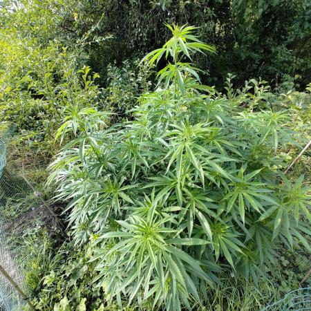 Super Silver Haze Tree