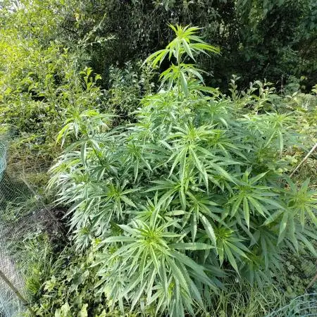 Super Silver Haze Tree