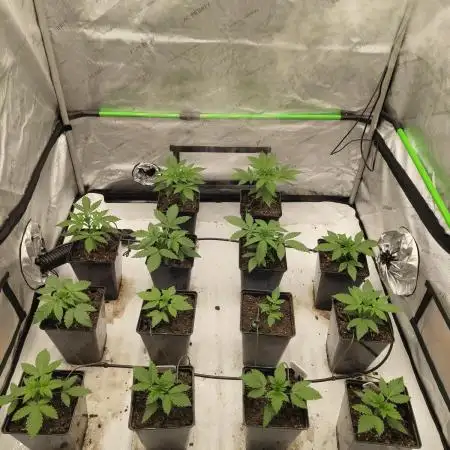 4x4 Strawberry Lemonade, Zkittlez