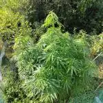 Super Silver Haze Tree