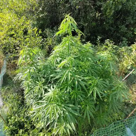Super Silver Haze Tree