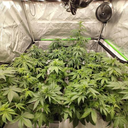 4x4 Strawberry Lemonade, Zkittlez