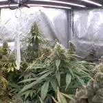 4x4 Strawberry Lemonade, Zkittlez