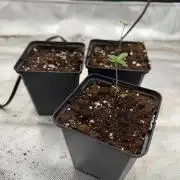 Purple Scrog