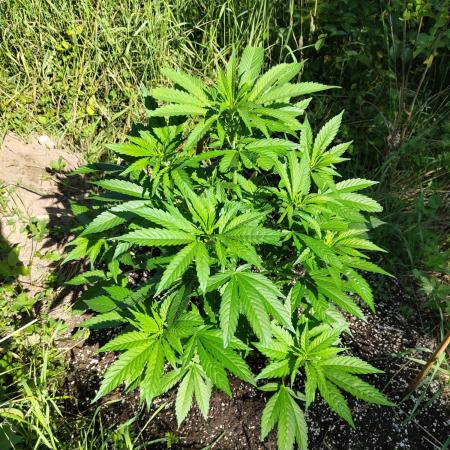 Super Silver Haze Tree