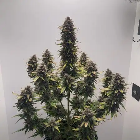 Purple Lemonade (FastBuds)