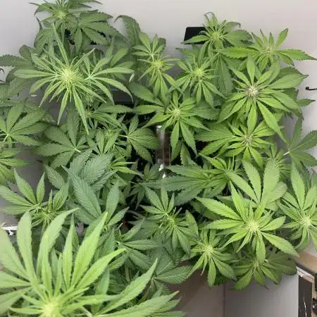 LSD-25 Auto (Fast Buds)