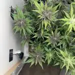 LSD-25 Auto (Fast Buds)