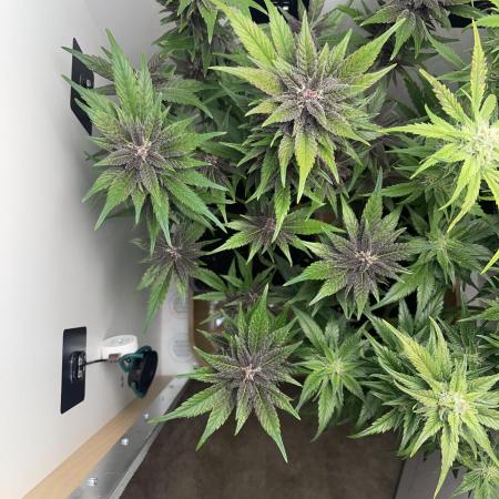 LSD-25 Auto (Fast Buds)