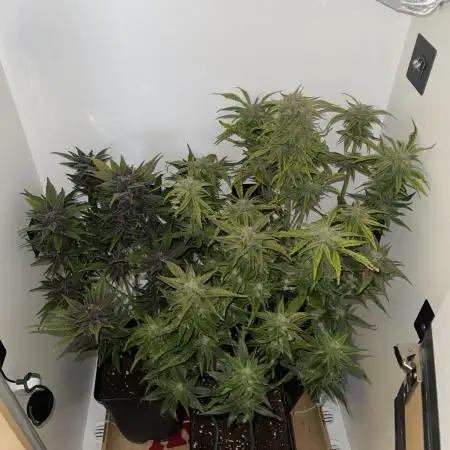 LSD-25 Auto (Fast Buds)