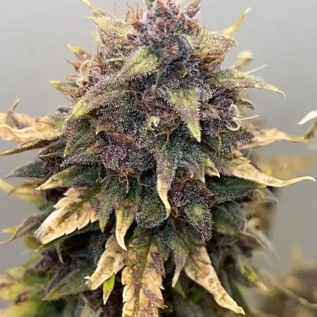 Purple Lemonade (FastBuds)