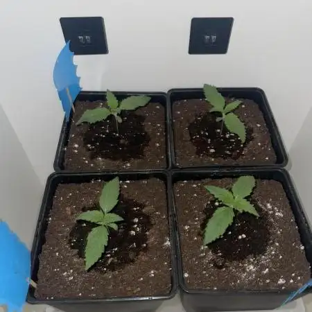 LSD-25 Auto (Fast Buds)