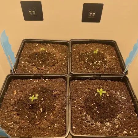 LSD-25 Auto (Fast Buds)