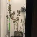 LSD-25 Auto (Fast Buds)